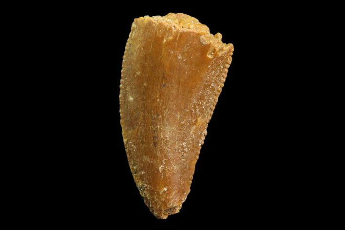 Bargain, Raptor Tooth - Real Dinosaur Tooth #86138